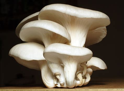 What Is an Elm Oyster Mushroom?