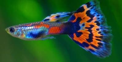 Ikan Guppy Atau Gapi; Klasifikasi, Morfologi, Habitat Dll - Melek Perikanan