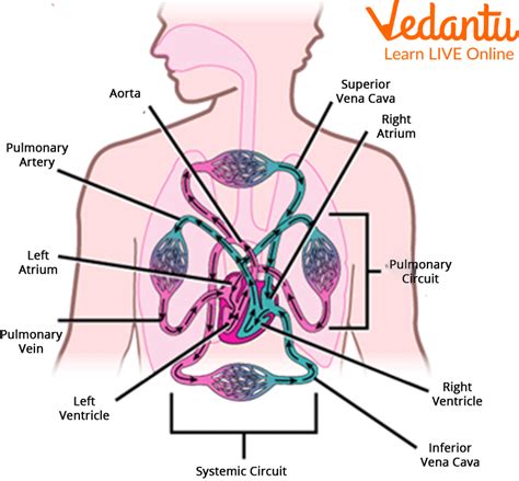 The Circulatory System for Kids : Learn Definition, Facts & Examples