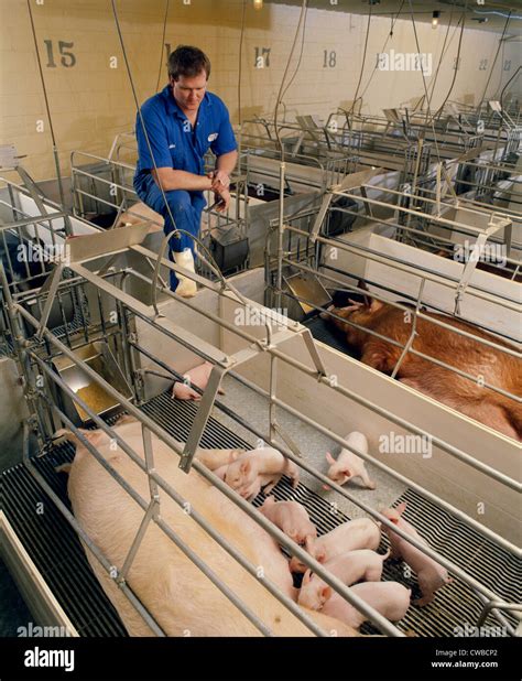 WORKER IN FARROWING HOUSE / PENNSYLVANIA Stock Photo: 50038634 - Alamy