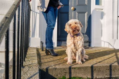 Moving to Dublin with Pets - Local Line Relocations | Moving To Dublin