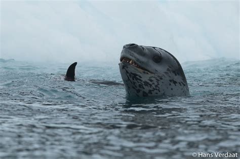 Danger Beneath the Water: 10 Facts About Leopard Seals