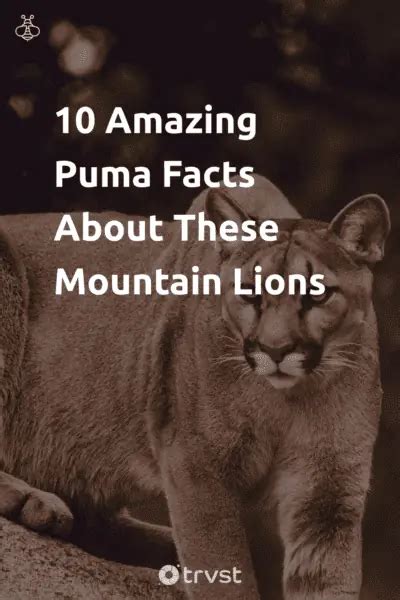 10 Amazing Puma Facts About These Mountain Lions