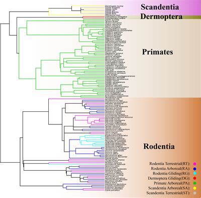 Frontiers | Convergent Evolution of Locomotory Modes in Euarchontoglires