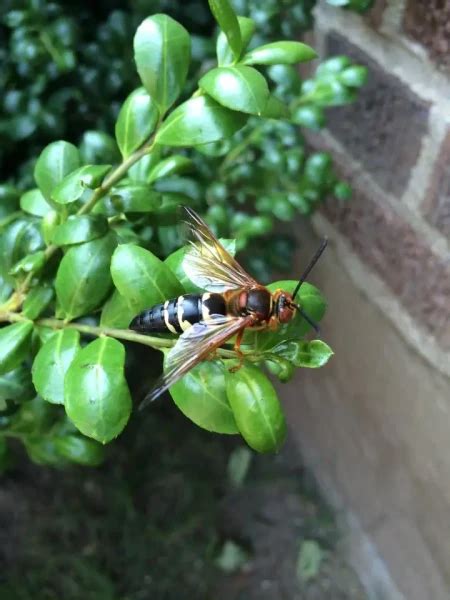 Sphecius speciosus - Facts, Diet, Habitat & Pictures on Animalia.bio