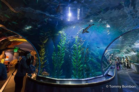 Aquarium of the Bay | Discount Tickets | 25% off with Smartsave