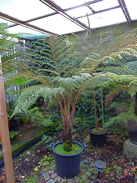 cyathea cooperi • Winterbescherming