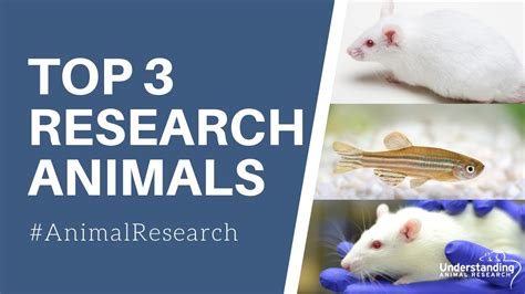 What animals are used the most in scientific research? - YouTube