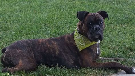 Dark Brindle Boxer Stud - Stud Dog in Michigan, the United States ...