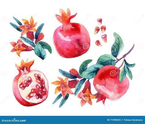 Watercolor Pomegranate Bloom Branches and Fruit Set Stock Illustration ...