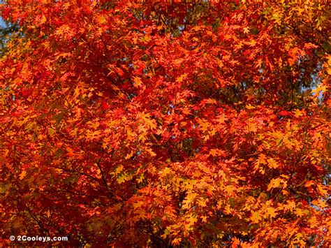 12 Ozarks fall foliage photos - 2Cooleys leaf foliage pics