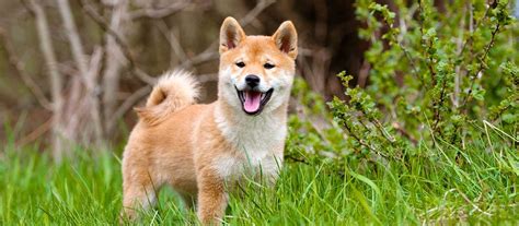 Shiba Inu Colors – NorCal Shiba