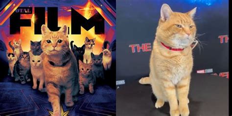 8 Portraits of Goose, the Cat in 'THE MARVELS' Movie that Captivates Fans - Turns Out to be an ...