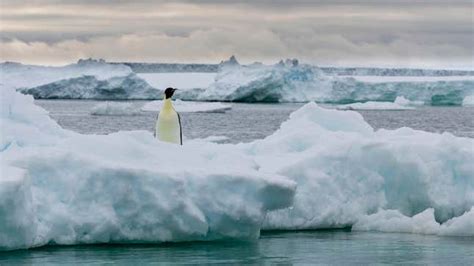 Low Ice Levels in Antarctica Killed Thousands of Penguin Chicks, Study Says