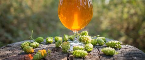 What is an IPA and How Does it Fit into the Craft Beer Scene?