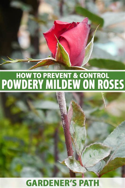 How to Identify and Treat Powdery Mildew on Roses | Gardener’s Path