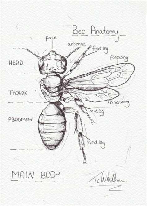 Pin by Chelsea St Pierre on Botanical/ nature journal | Bee drawing, Bee sketch, Bee art