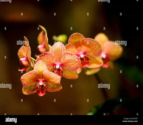 Orchid - Phalaenopsis Stock Photo - Alamy