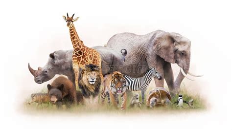 Group of Zoo Animals Together Isolated Stock Photo - Image of african ...