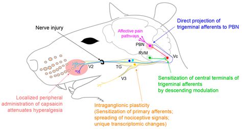 Infraorbital Nerve Injury Symptoms - mapasebab