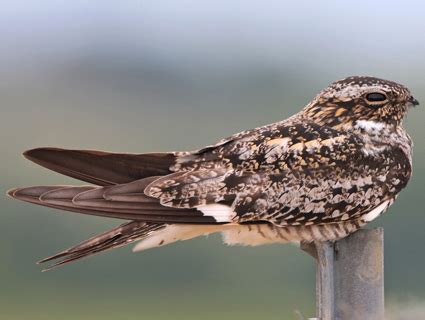 Birds, Binoculars, Field Guides, Oh My!: The Monthly Bird #2: Common Nighthawk