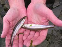 Creature Feature: Rainbow Smelt - Natural Resources Council of Maine