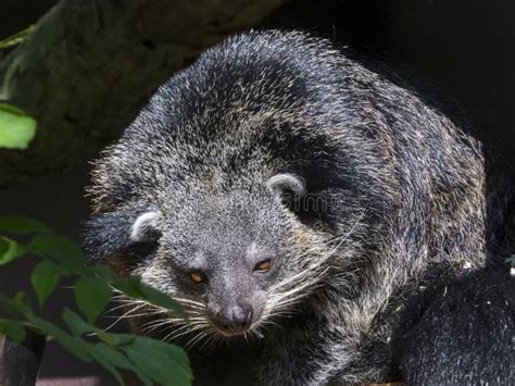 Binturong or Bearcat Baby on a Tree Branch Stock Photo - Image of animal, young: 209537256