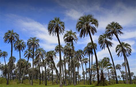 En el palmar de Entre-ríos | Eduardo Amorim | Flickr