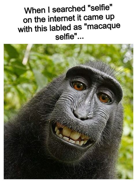 Macaque selfie? Really | Funny animal memes, Funny memes, Animal memes