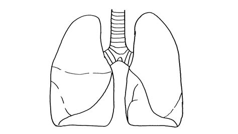 Aggregate more than 133 lungs easy drawing best - seven.edu.vn