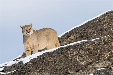 Ultimate Patagonia Wildlife Trip: Pumas Penguins Whales | Far South Exp