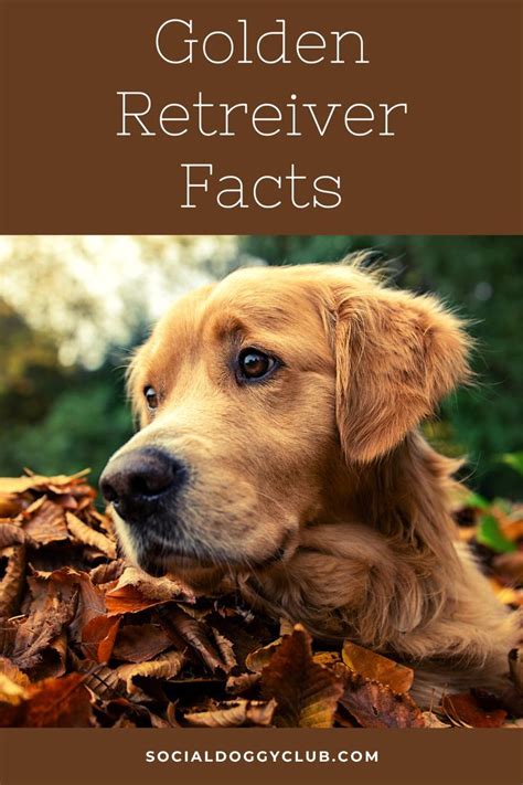 Golden Retriever Facts | Golden retriever, Golden retriever facts, Dog breeds