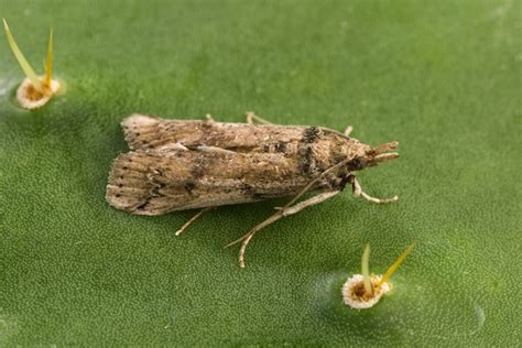 Invasive Cactus Moth Likely to Spread and Destroy Native Prickly Pear - TEXAS Impact