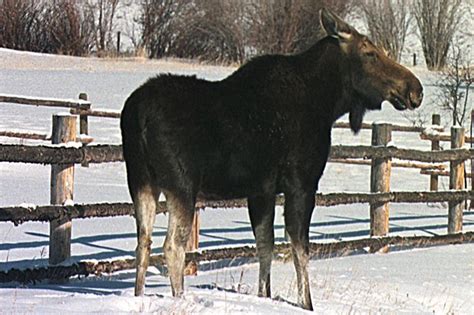 Maine Moose Permit Lottery Winners for 2014