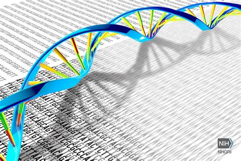 Whole-Genome Sequencing Could Help Guide AML, MDS Treatment - NCI