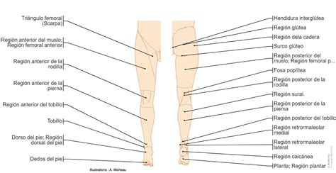 Anatomía del miembro inferior | e-Anatomy