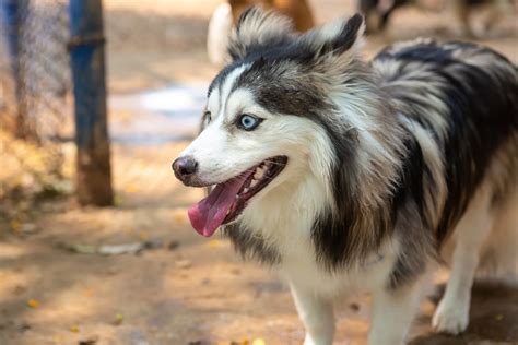 Pomsky Colors: 6 Shades Of Fluff