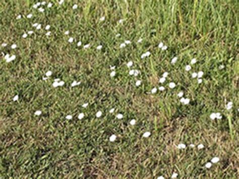 2126 – Bindweed Control in Lawns – PlantTalk Colorado