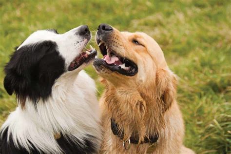 La mezcla de Golden Retriever Border Collie combina lo mejor de ambas ...