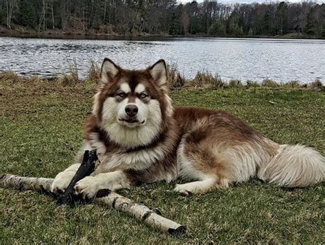 30 Handsome Husky Mixes - The Siberian Husky Mix Guide