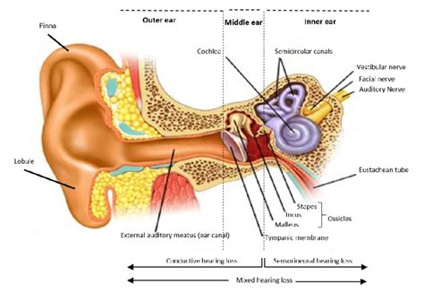 Ear Anatomy Cross Section - Abba Humananatomy