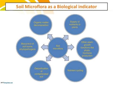 Soil Health in Relation to Soil Biological Indicators