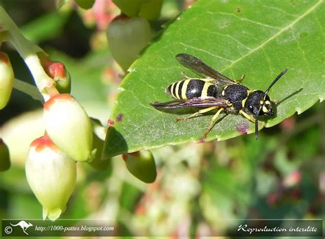 WILDLIFE GATEWAY: Classification du règne animal, par l'exemple des guêpes