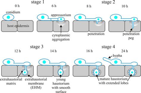 14.14 Direct penetration of the host cell wall