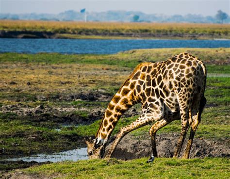 Drinking Giraffe | Smithsonian Photo Contest | Smithsonian Magazine