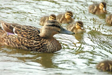 Family Of Mallard Ducks Duck Baby Swim Photo Background And Picture For ...