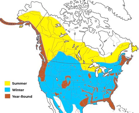 The 2 Types of Eagles Found in Massachusetts! (ID Guide) - Bird Watching HQ