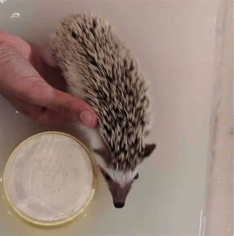 How Much Does A Hedgehog Weigh - HOWMUCHSC