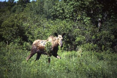 Court orders N.S. government to better protect endangered species | CBC ...