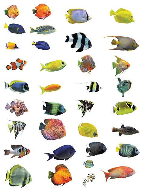 Tropical Fish Poster Canvas Print | Tropical fish, Fish painting, Fish art